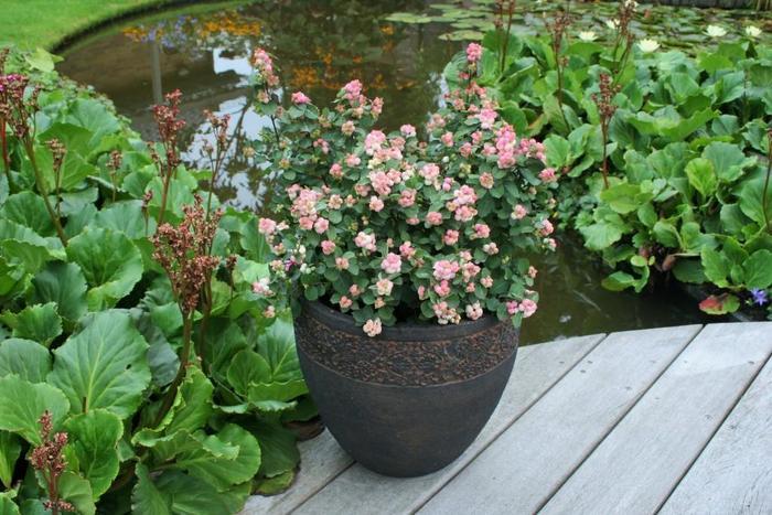 Symphoricarpos x doorenbosii Pinky Promise® USPPAF