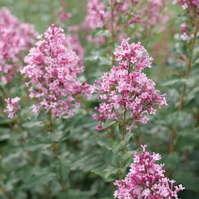 Syringa Bloomerang Ballet™ PP35934