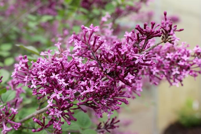 Syringa Bloomerang® Dark Purple PP26549