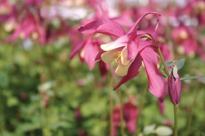 Aquilegia x hybrida Spring Magic® Rose & Ivory