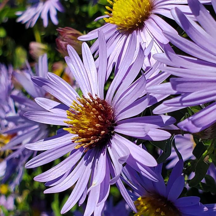 Aster oblongifolius Twilight Sky