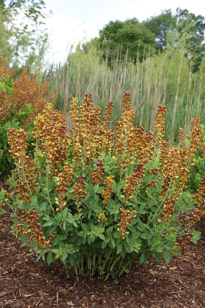 Baptisia Honey Roasted PP34707