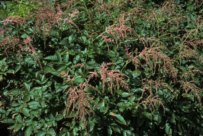 Astilbe thunbergii Straussenfeder