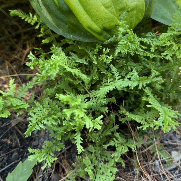 Athyrium filix-femina Fronds Forever PPAF