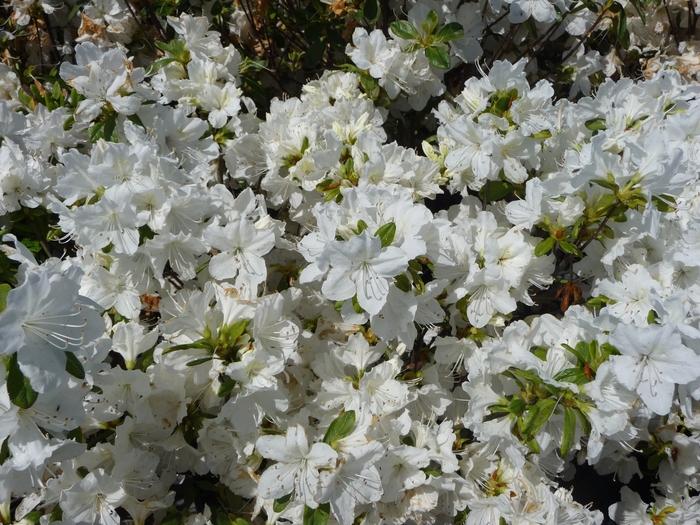 Azalea Evergreen Del. Val. White