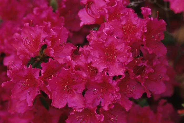 Azalea Evergreen Girard Fuchsia