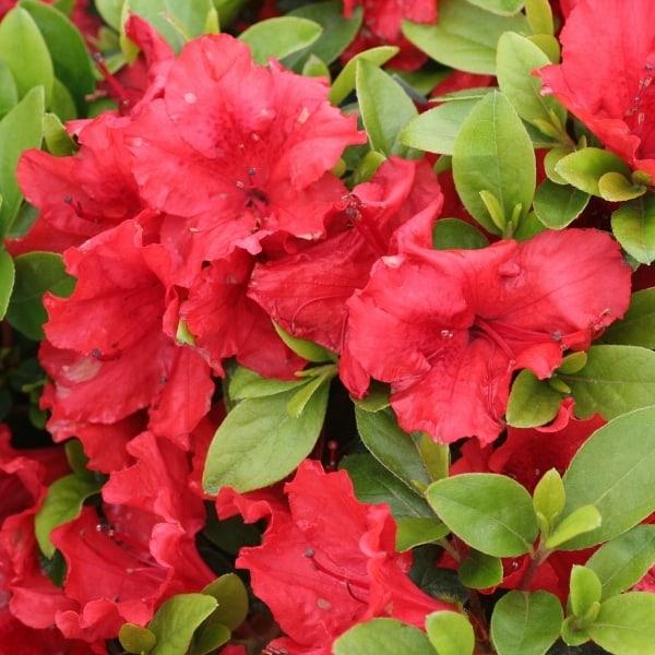 Azalea Evergreen Girard Hot Shot
