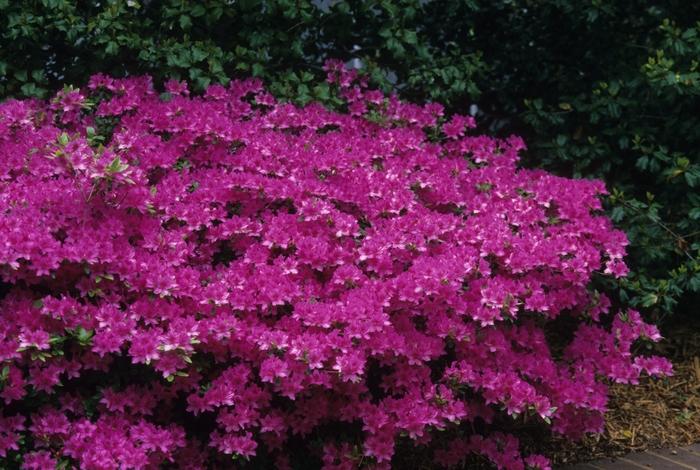 Azalea Evergreen Karen