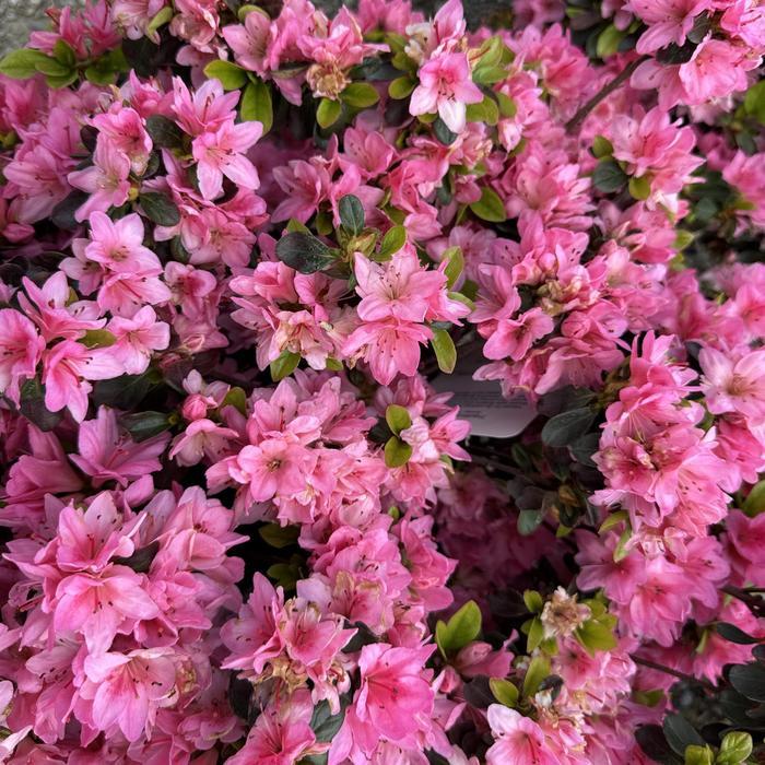 Azalea Evergreen Tradition