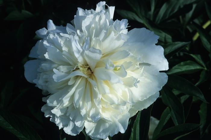Paeonia lacttiflora Duchesse De Nemours