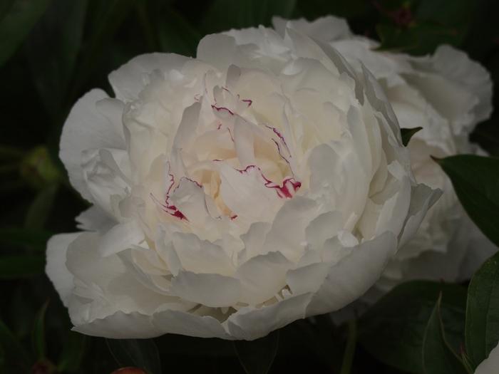Paeonia lacttiflora Festiva Maxima