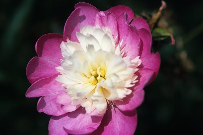 Paeonia lacttiflora Gay Paree