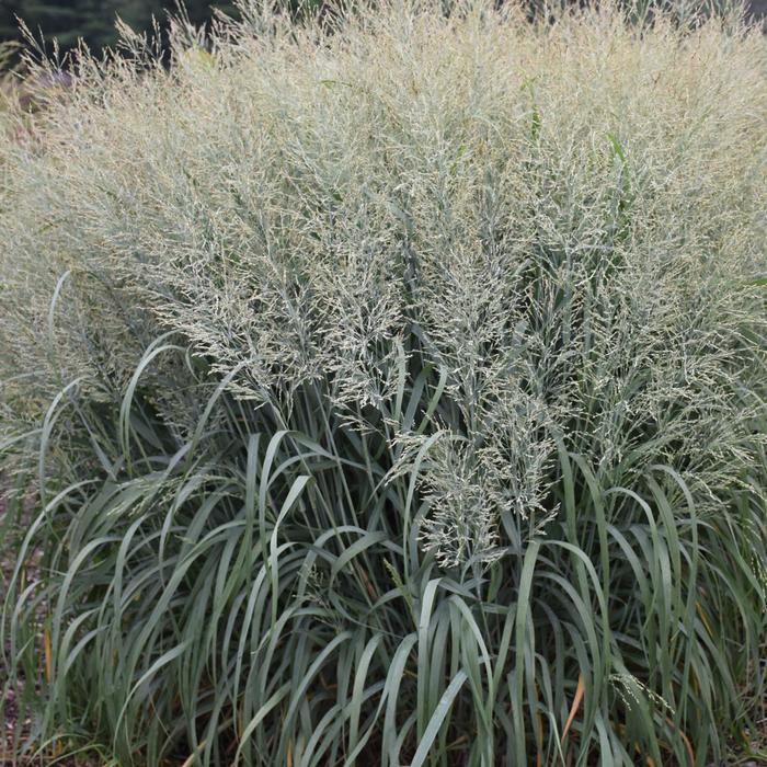 Panicum virgatum Prairie Winds® Niagara Falls