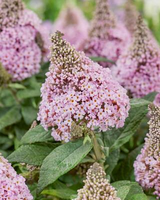 Buddleia Little Rockstars Pink