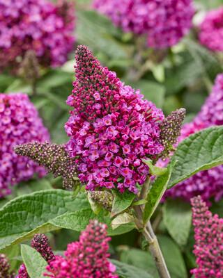 Buddleia Little Rockstars Red