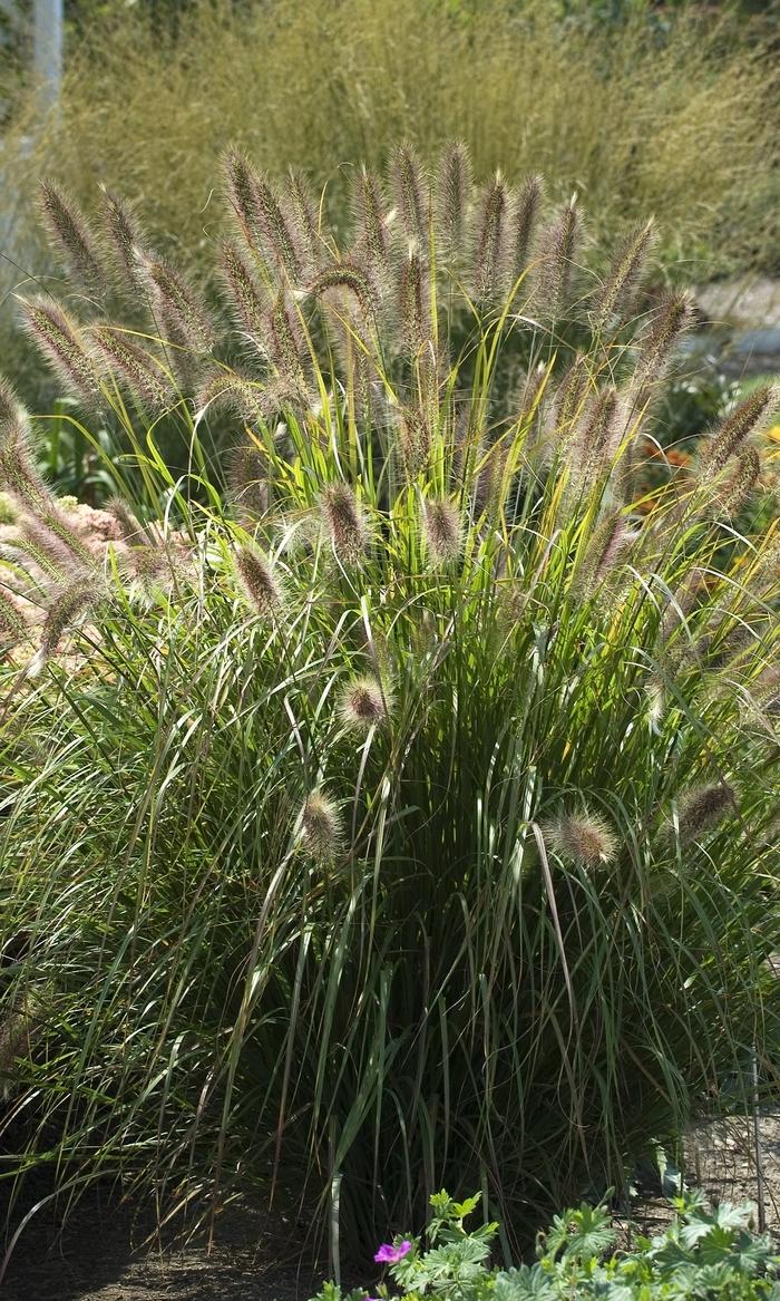 Pennisetum alopalopecuroides Prairie Winds® Desert Plains