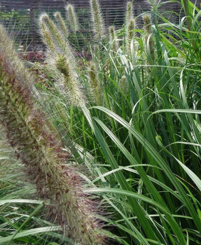 Pennisetum alopalopecuroides Red Head