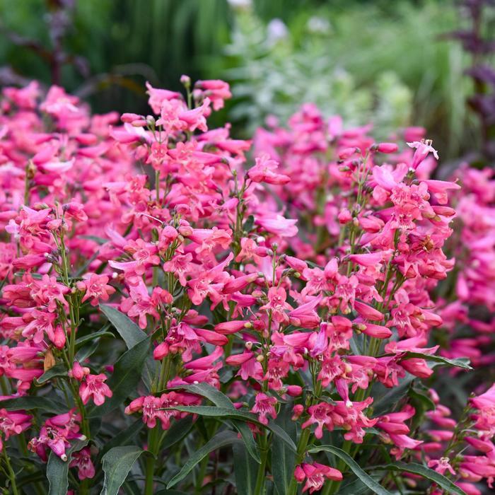 Penstemon Bejeweled® Pink Pearls PP36004