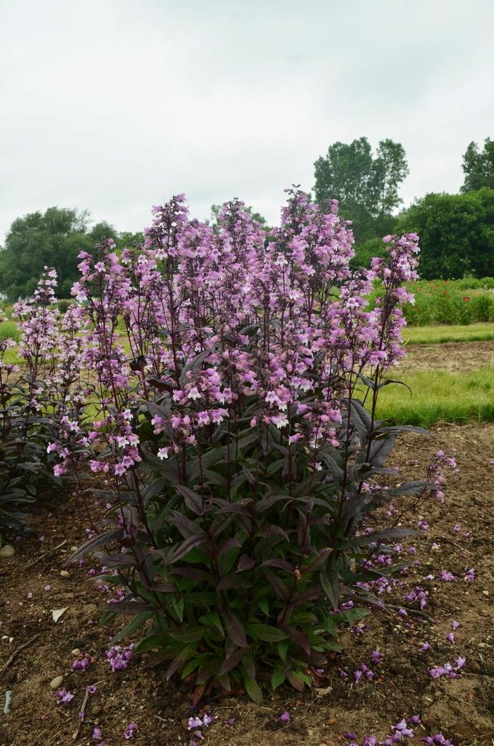 Penstemon Midnight Masquerade