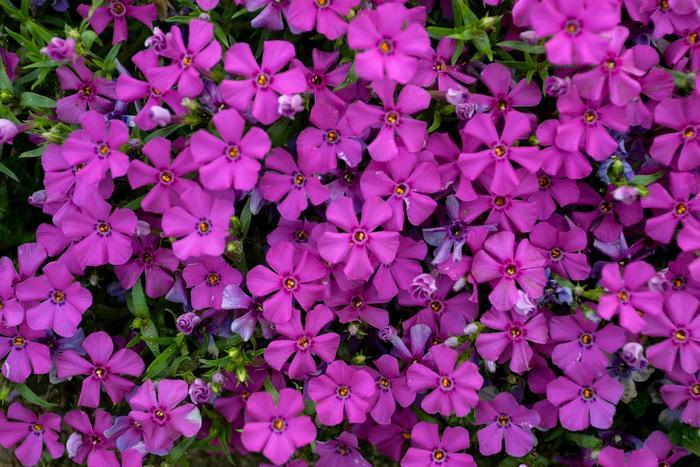 Phlox Mountainside® Majestic Magenta PP33006