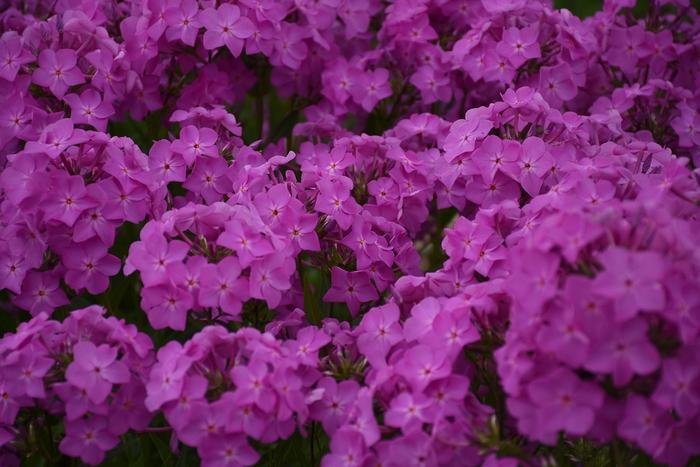 Phlox Opening Act Ultrapink