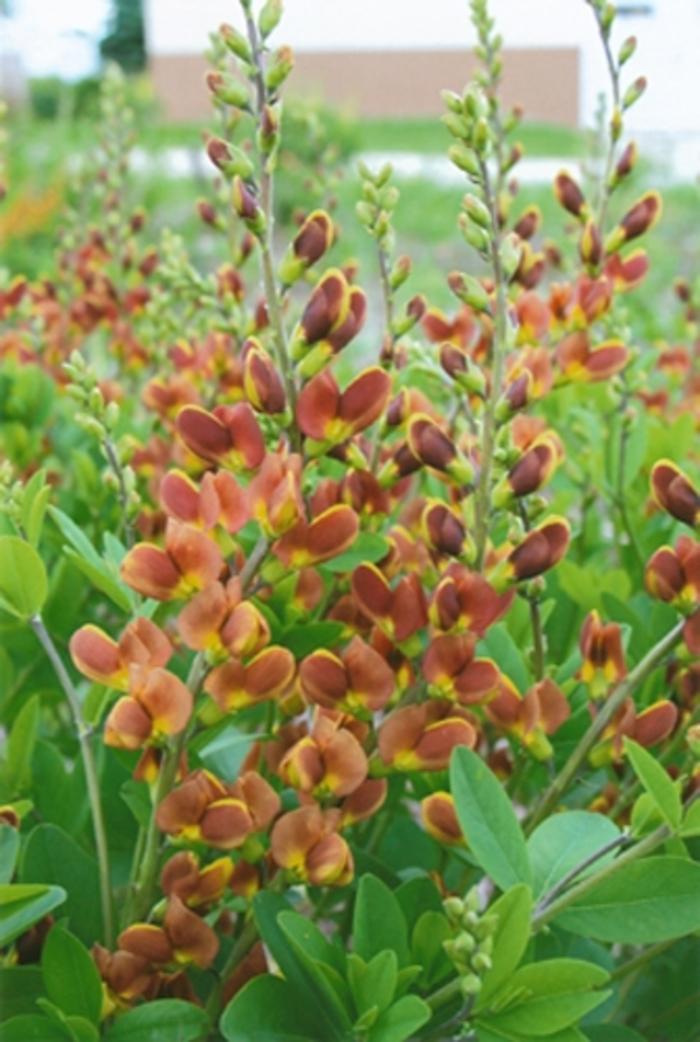 Baptisia Decadence® Cherries Jubilee PP23907