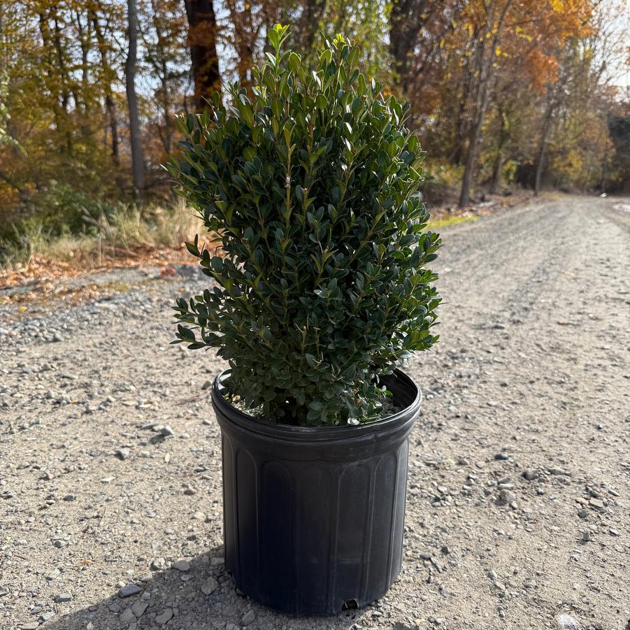 Buxus Green Mountain