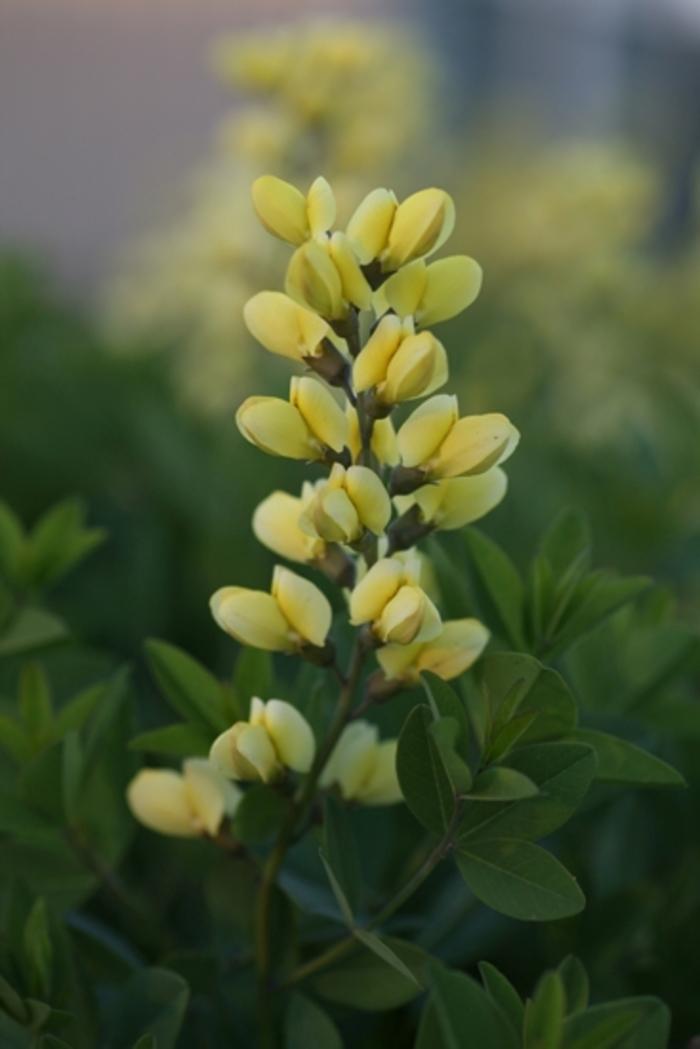 Baptisia Decadence® Lemon Meringue PP24280
