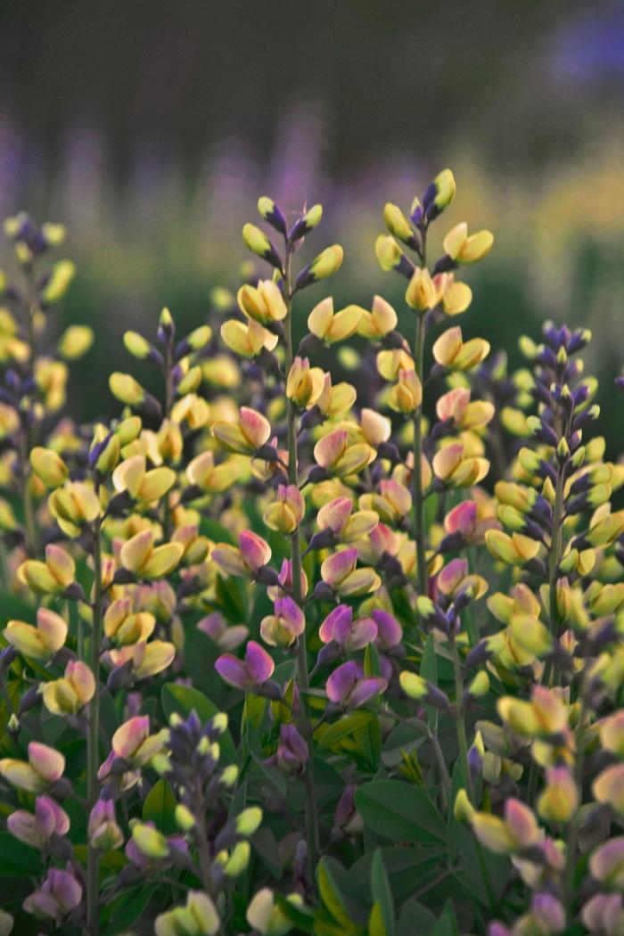 Baptisia Decadence® Pink Lemonade PP30669