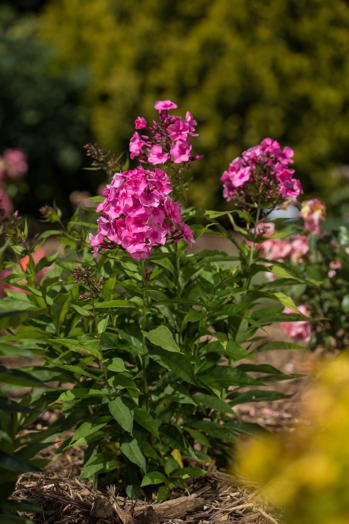 Phlox paniculata Candy Store® Bubblegum Pink™ PP21171
