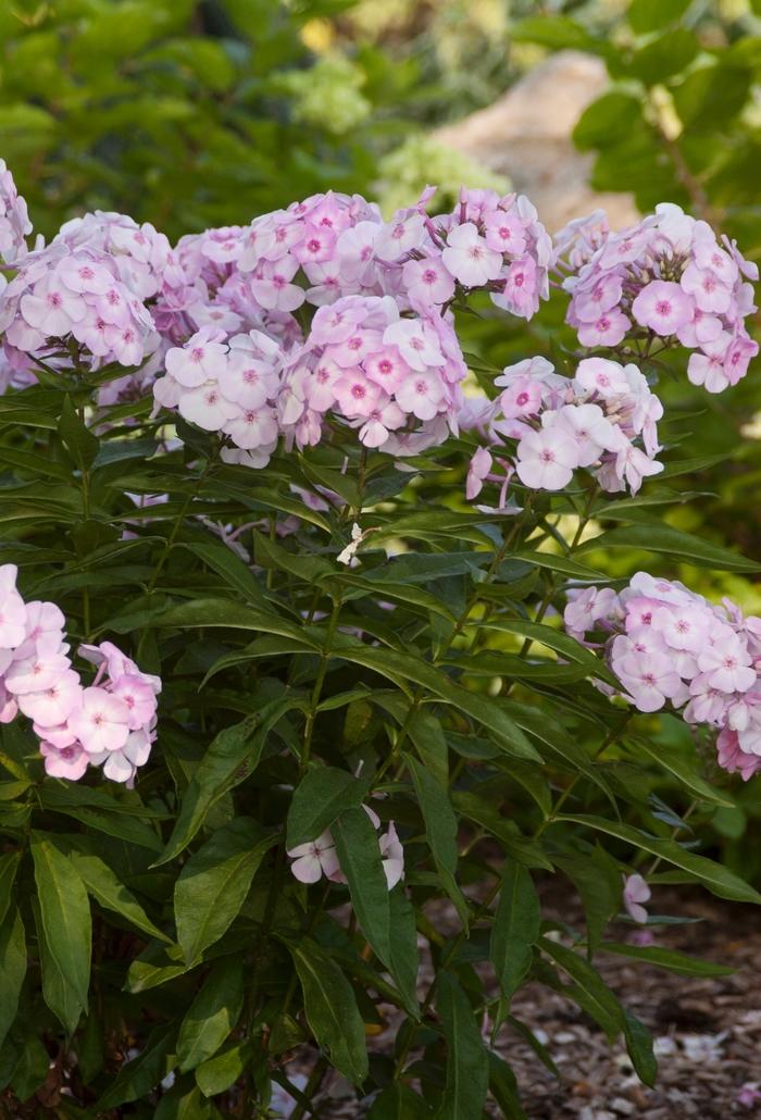 Phlox paniculata Candy Store® Cotton Candy™ PP21369