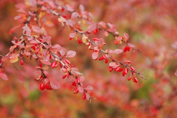Berberis thunbergii var. atro. Rose Glow