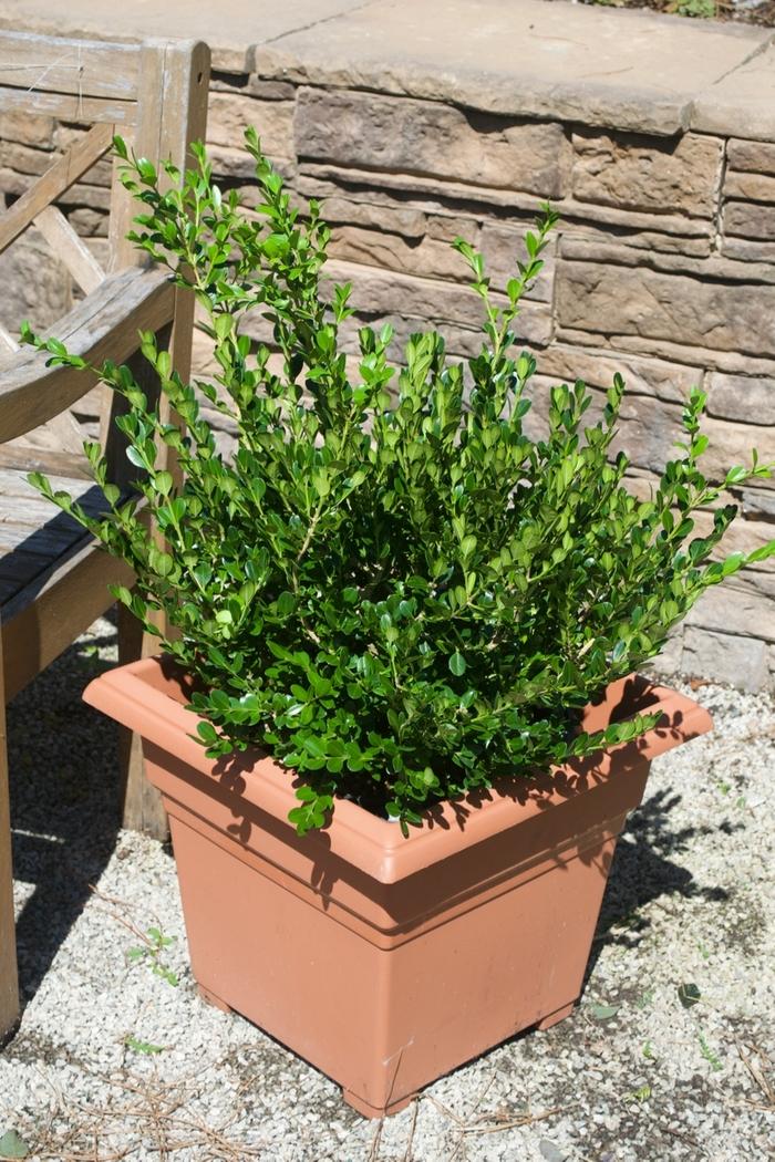 Buxus Winter Gem