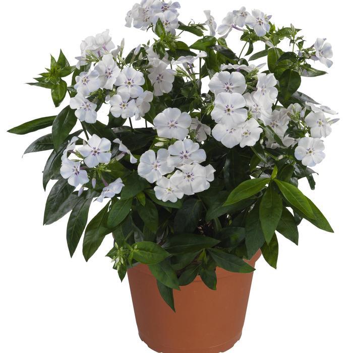 Phlox paniculata Flame® Light Blue