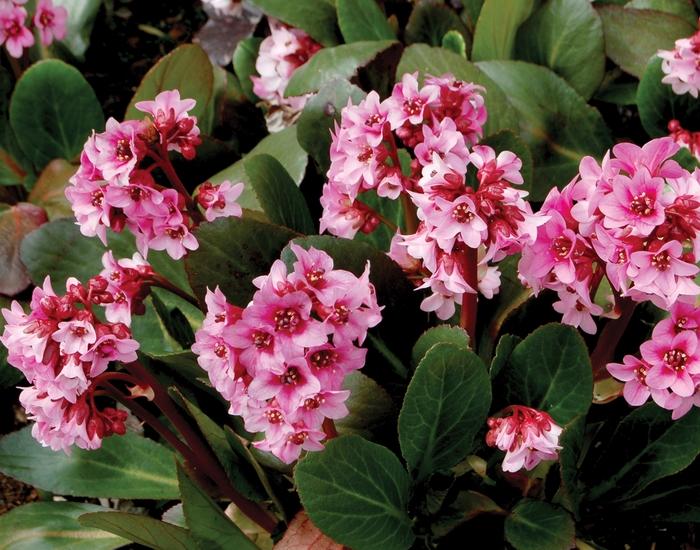 Bergenia Dragonfly™ Pink