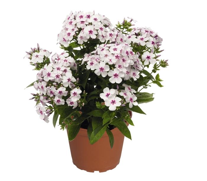 Phlox paniculata Flame® White Eye
