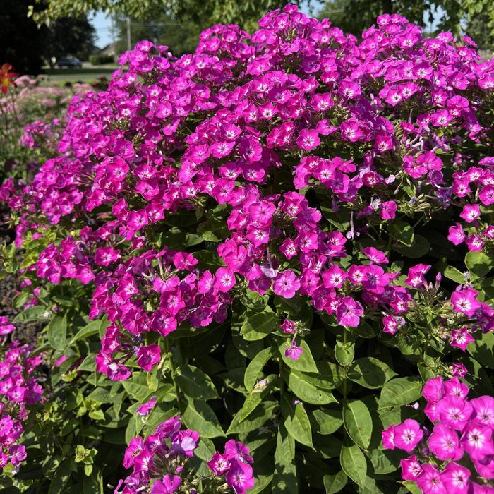 Phlox paniculata Garden Girls® Cover Girl