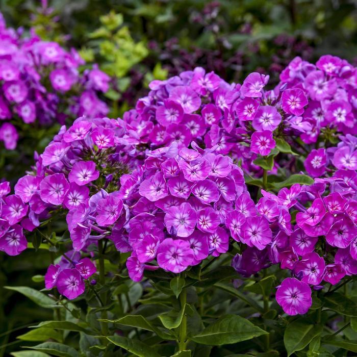 Phlox paniculata Garden Girls® Dream Girl