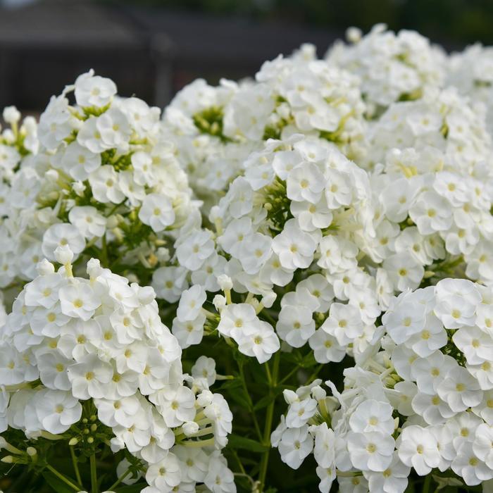 Phlox paniculata Luminary® Backlight