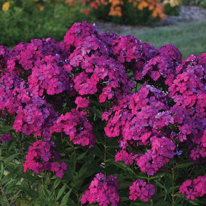 Phlox paniculata Luminary® Ultraviolet