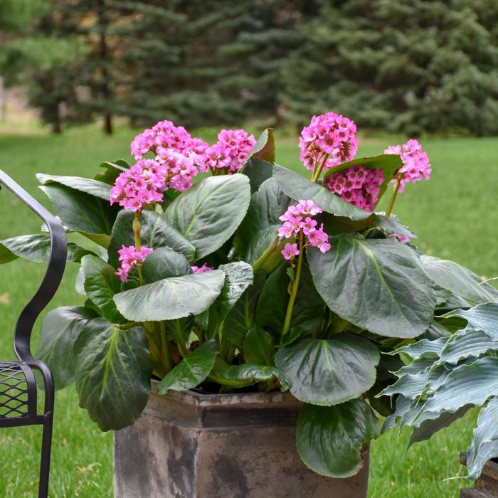 Bergenia cordifolia Miss Piggy