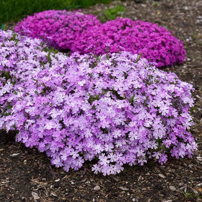 Phlox subulata Spring Bling® Pink Sparkles PP33276