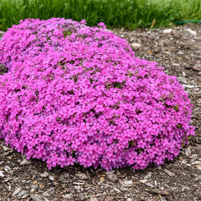 Phlox subulata Spring Bling® Ruby Riot PP34223