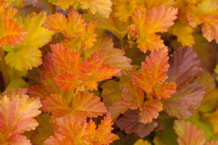 Physocarpus opulifolius First Editions® Amber Jubilee®