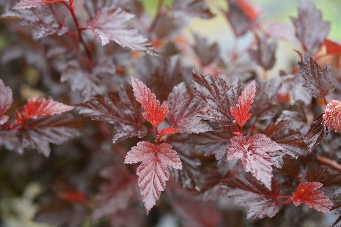 Physocarpus opulifolius Ginger Wine® PP28695