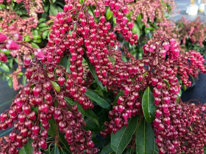 Pieris japonica Interstella®