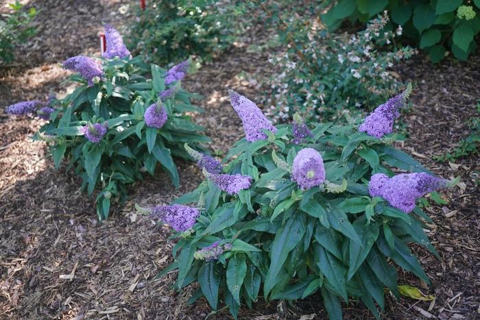 Buddleia Pugster® Amethyst