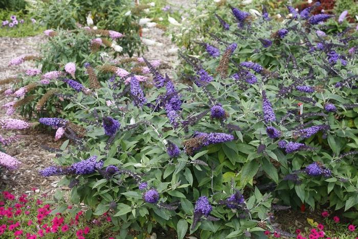 Buddleia Pugster Blue® PP28794