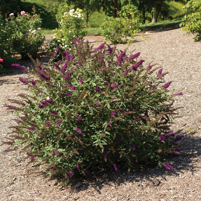 Buddleia RoyalRazz® PP33161