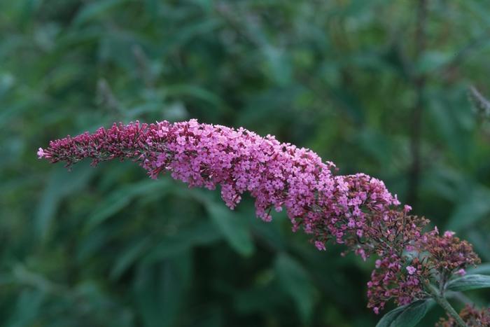 Buddleia davidii Pink Delight